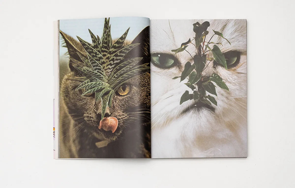 Revista Catnip USA, pliegos interiores con fotos de gatos